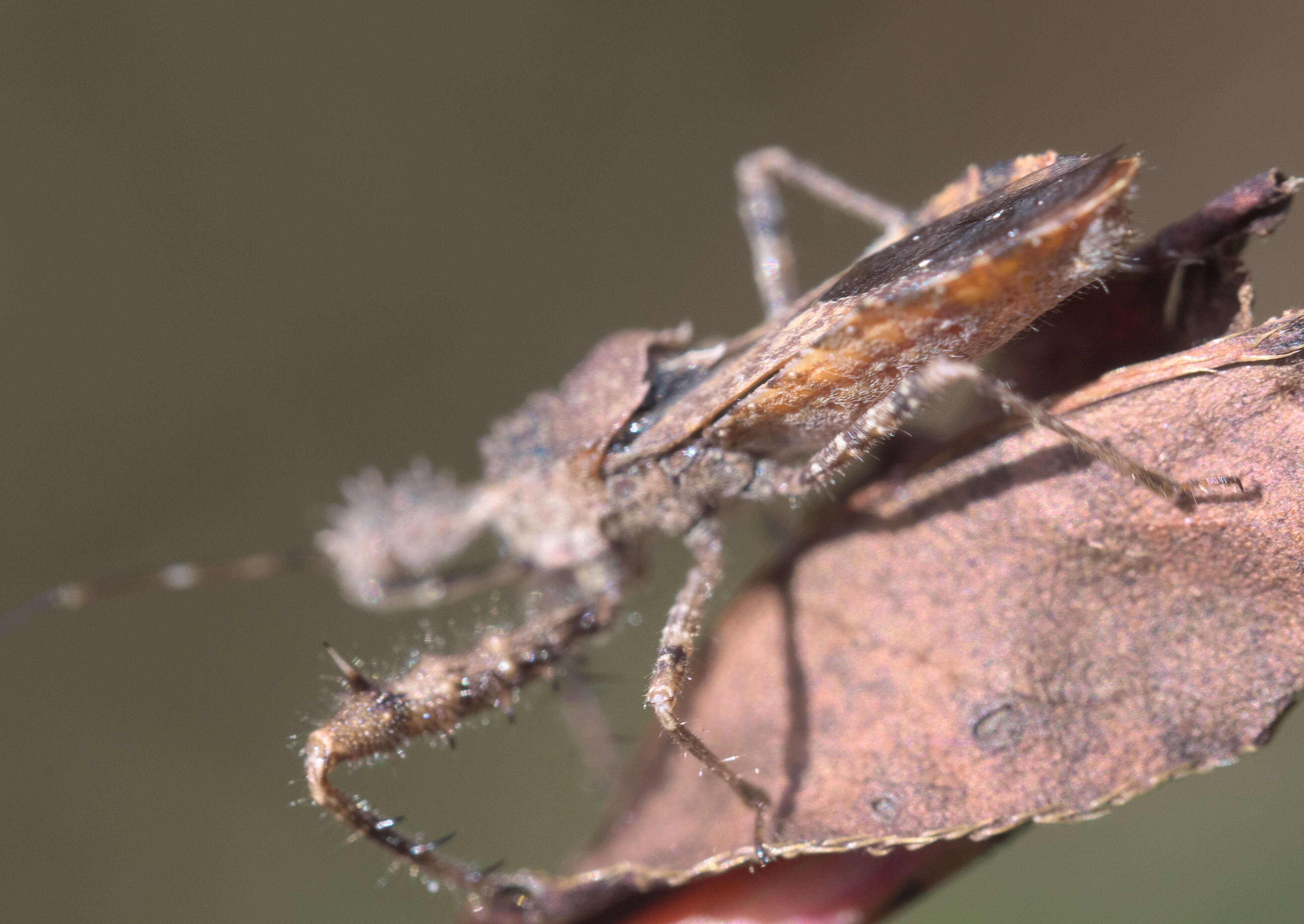 Image of Spined Assassin Bug