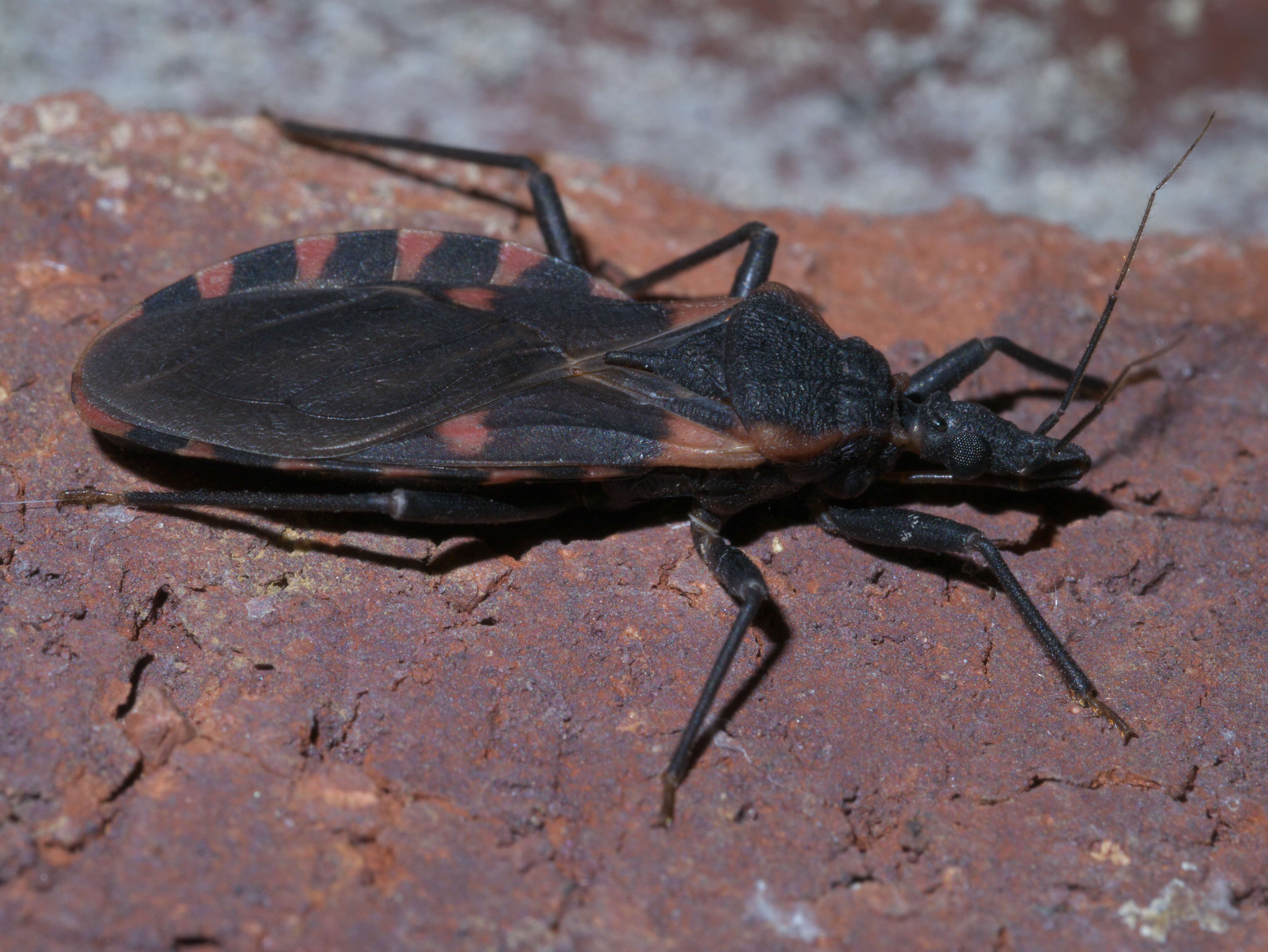 Triatoma sanguisuga (Le Conte 1856)的圖片