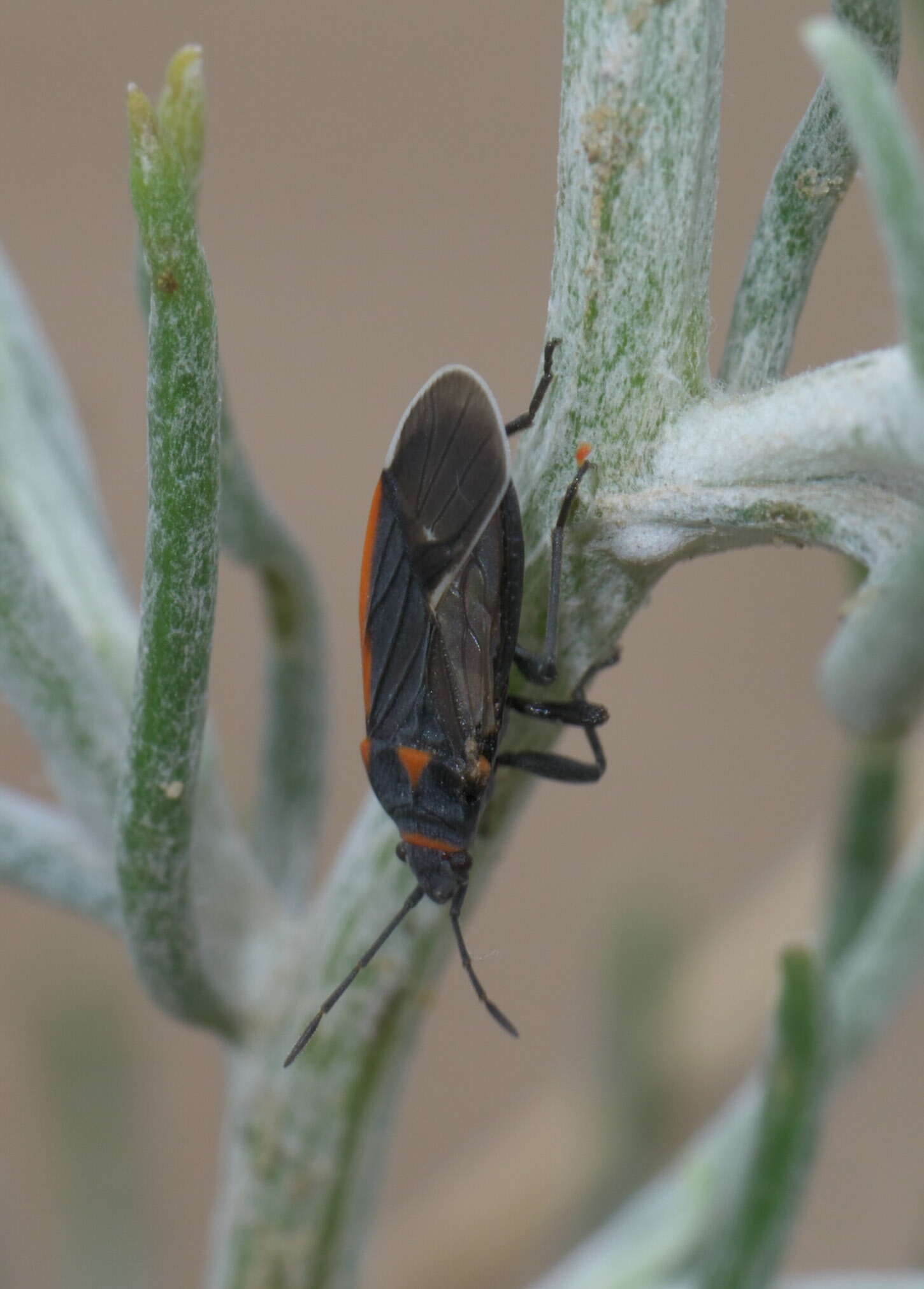 صورة Melacoryphus lateralis (Dallas & W. S. 1852)