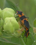 Image of Large Milkweed Bug