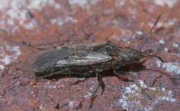 Image of Orsillinae