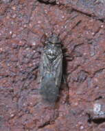 Image of Orsillinae