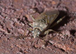 Image of False Chinch Bug