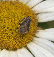 Image of False Chinch Bug