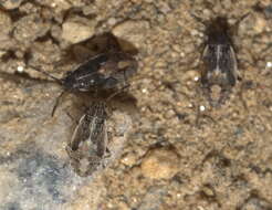 Image of False Chinch Bug