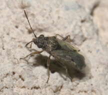 Image of False Chinch Bug