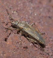 Image of False Chinch Bug