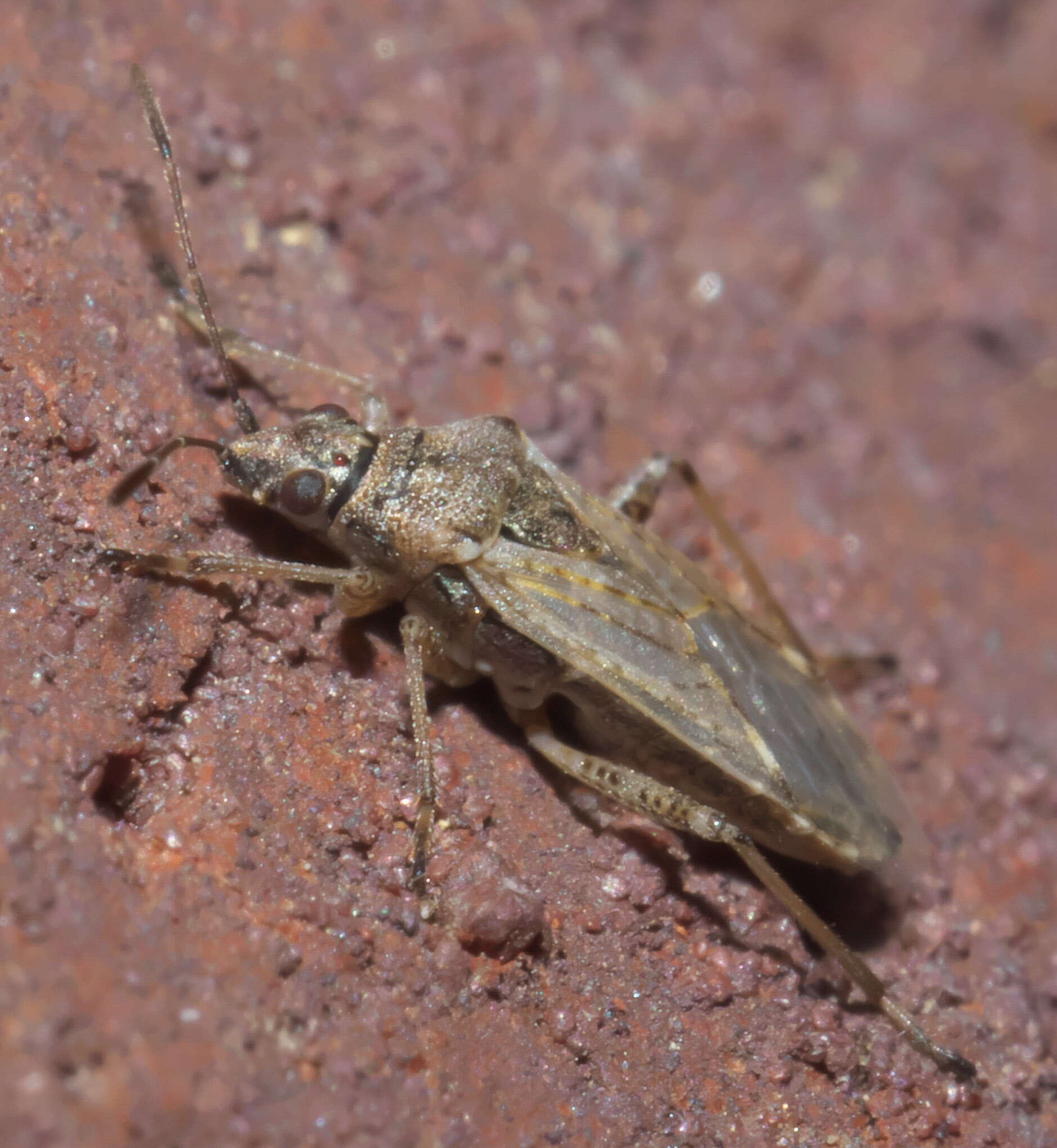 Image of False Chinch Bug