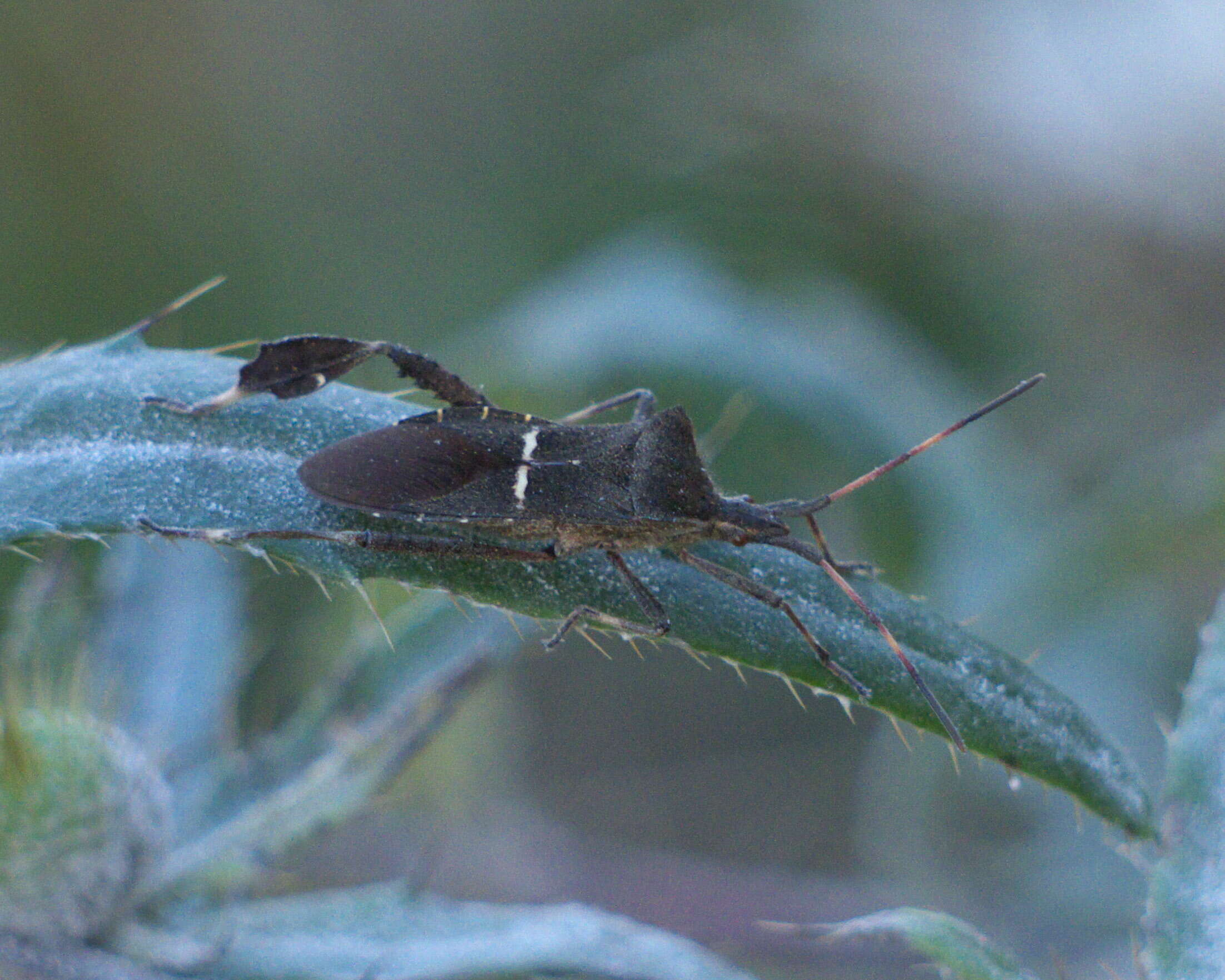 Image de Leptoglossus phyllopus (Linnaeus 1767)