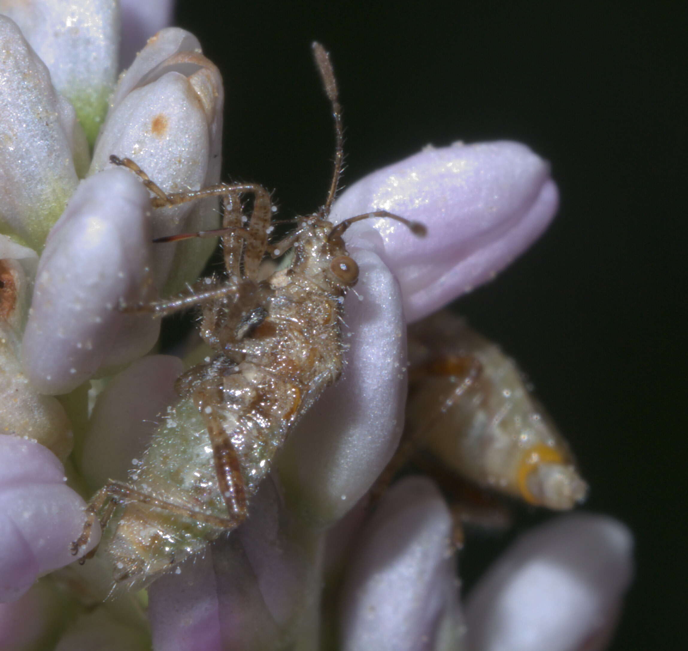 Image of Arhyssus