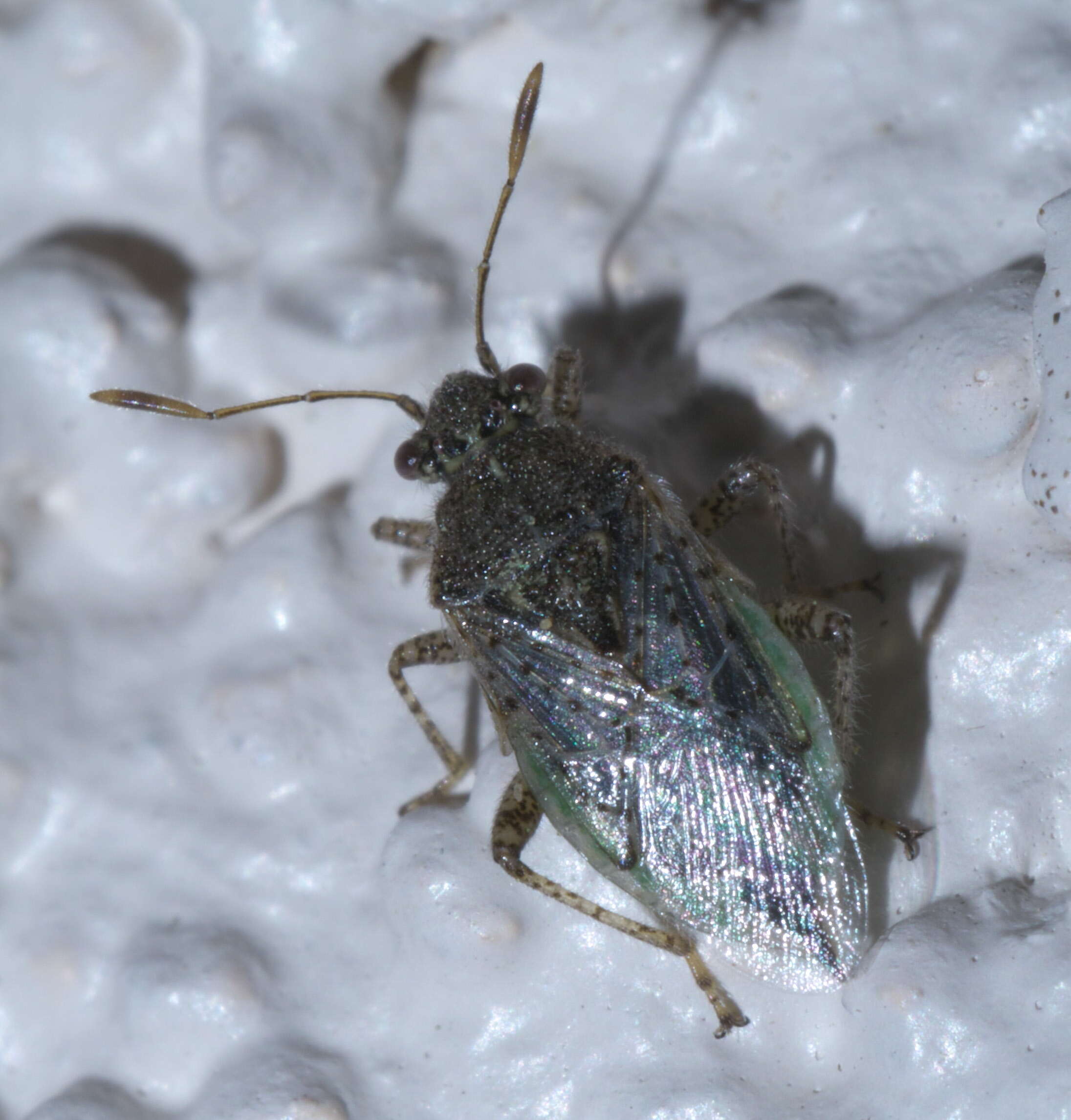 Image of Arhyssus