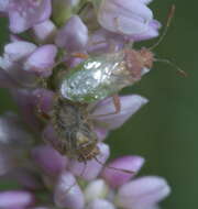 Image of Arhyssus