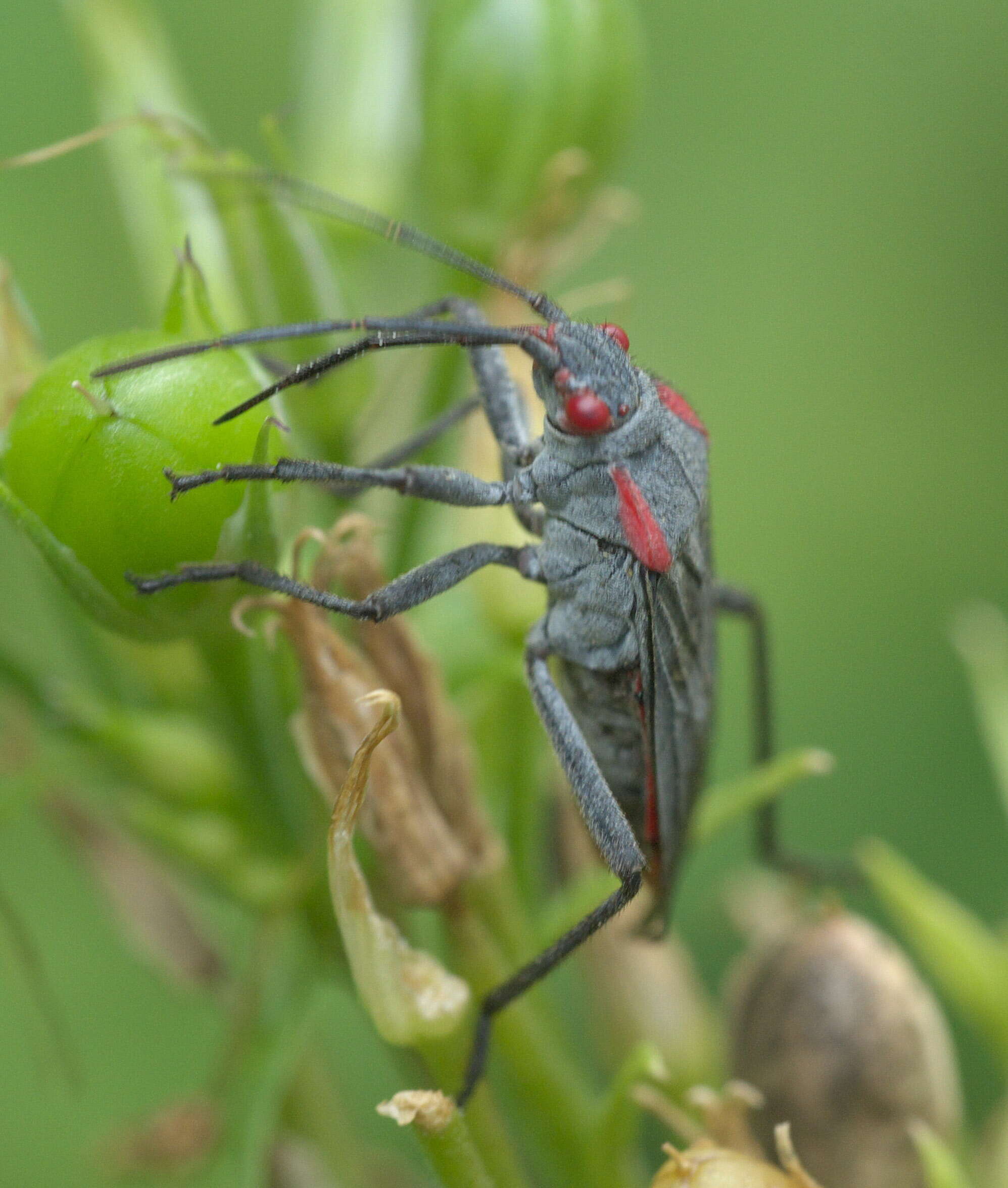 Image of Red-shouldered bug