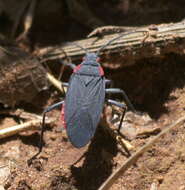 Image of Red-shouldered bug