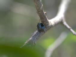 Image of White-margined Burrower Bug