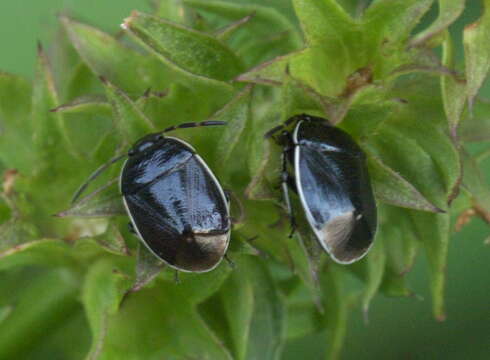 Image of White-margined Burrower Bug