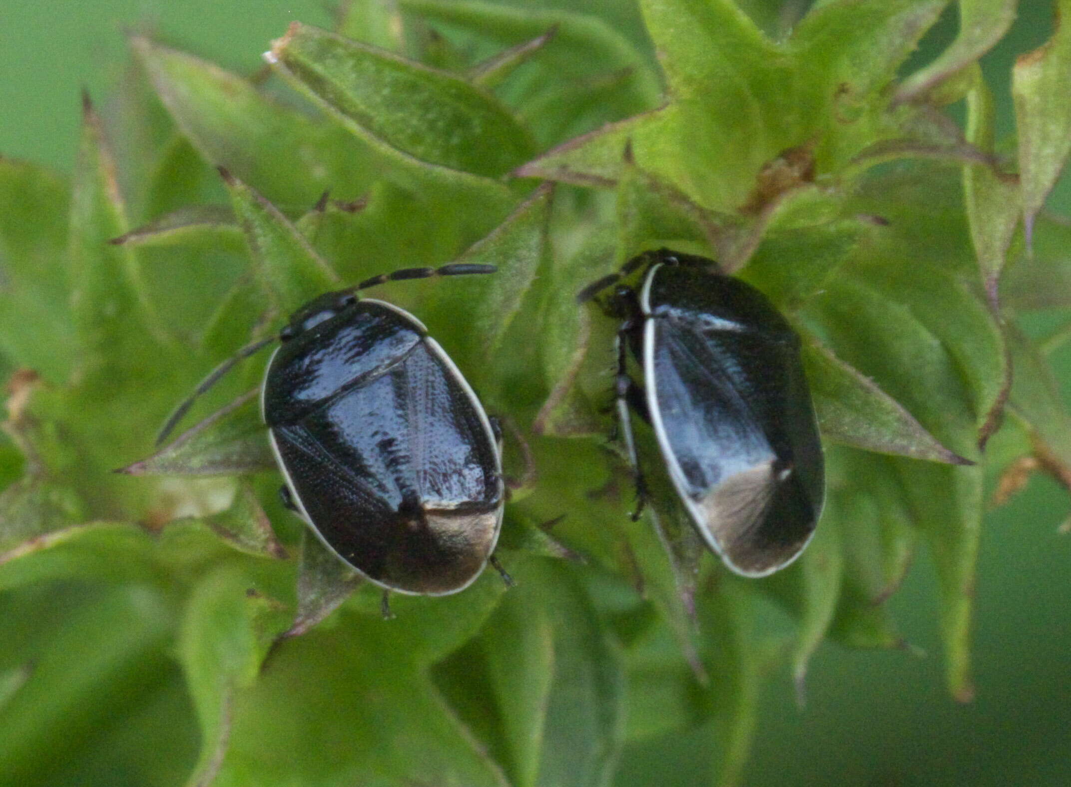 Plancia ëd Sehirus cinctus (Palisot 1811)