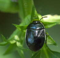 Image of White-margined Burrower Bug