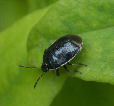 Image of White-margined Burrower Bug