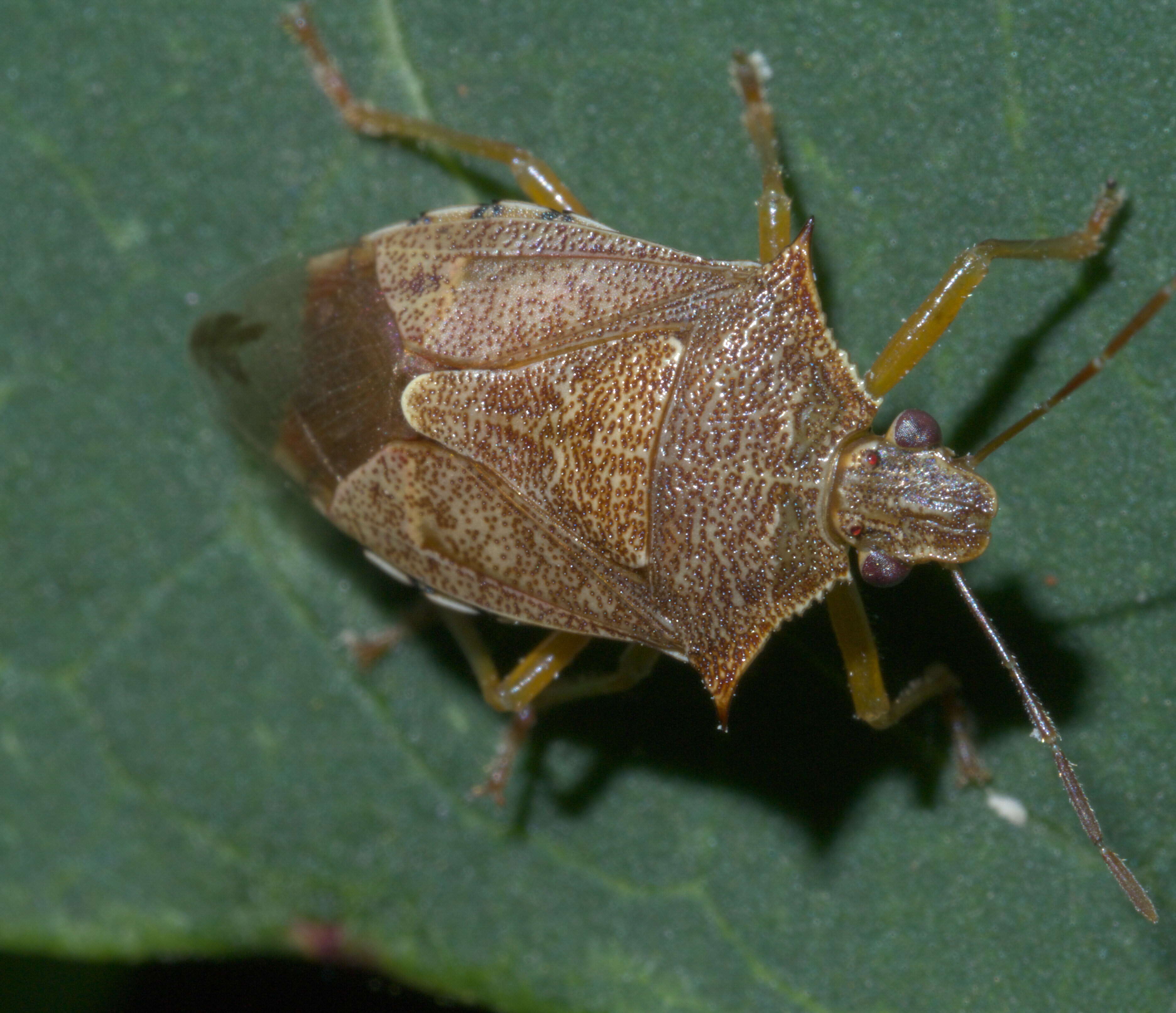 Image of Spined Soldier Bug