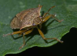 Image of Spined Soldier Bug