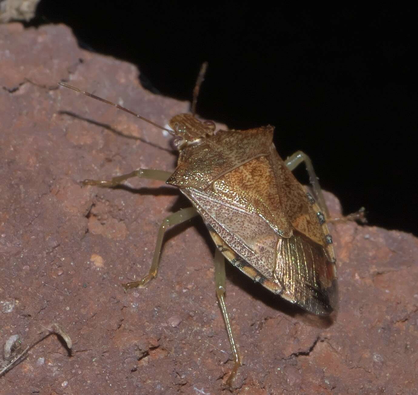 Image of Spined Soldier Bug