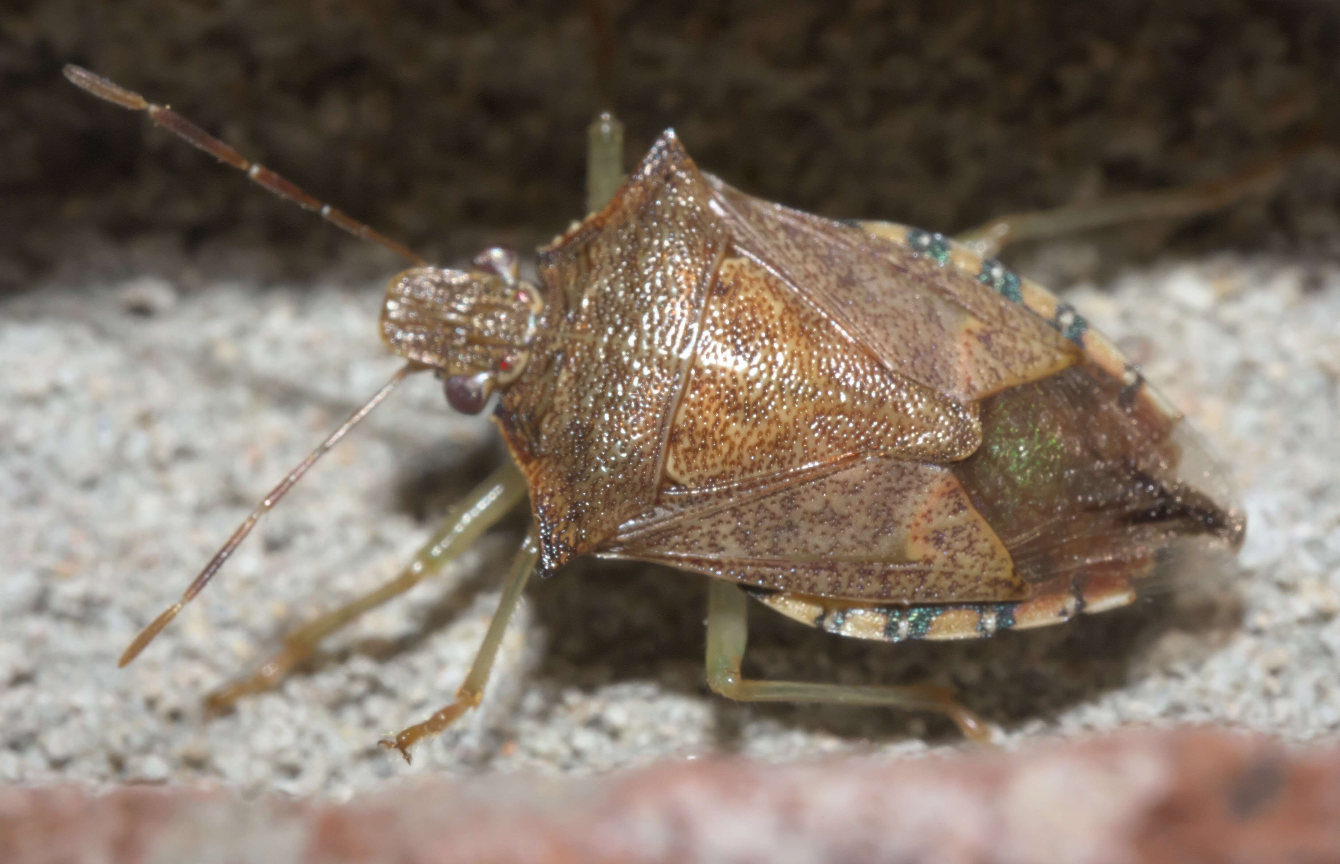 Image of Spined Soldier Bug