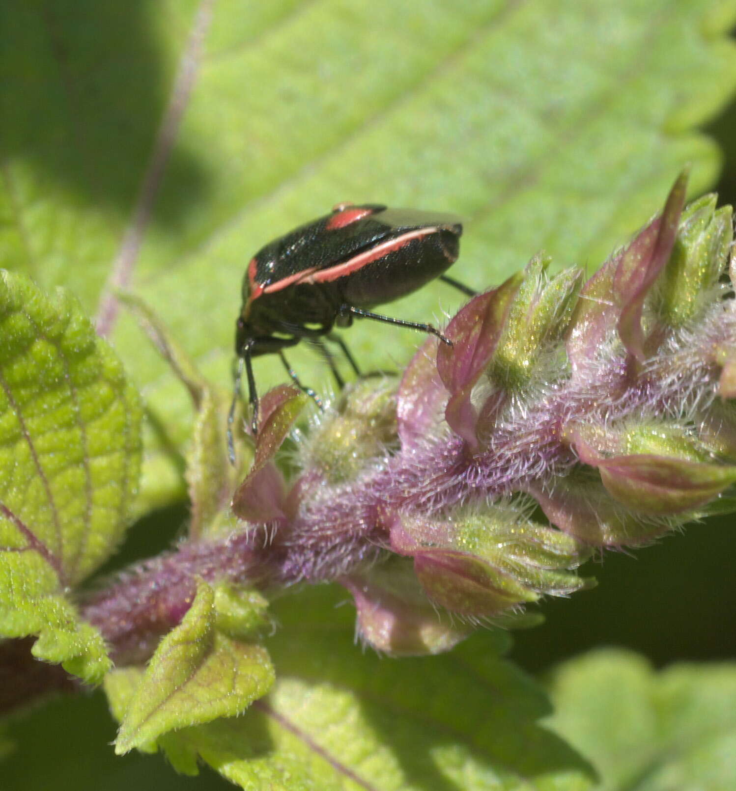 Image of Twice-stabbed Stink Bug