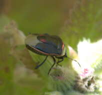 Image of Twice-stabbed Stink Bug