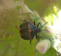 Image of Twice-stabbed Stink Bug