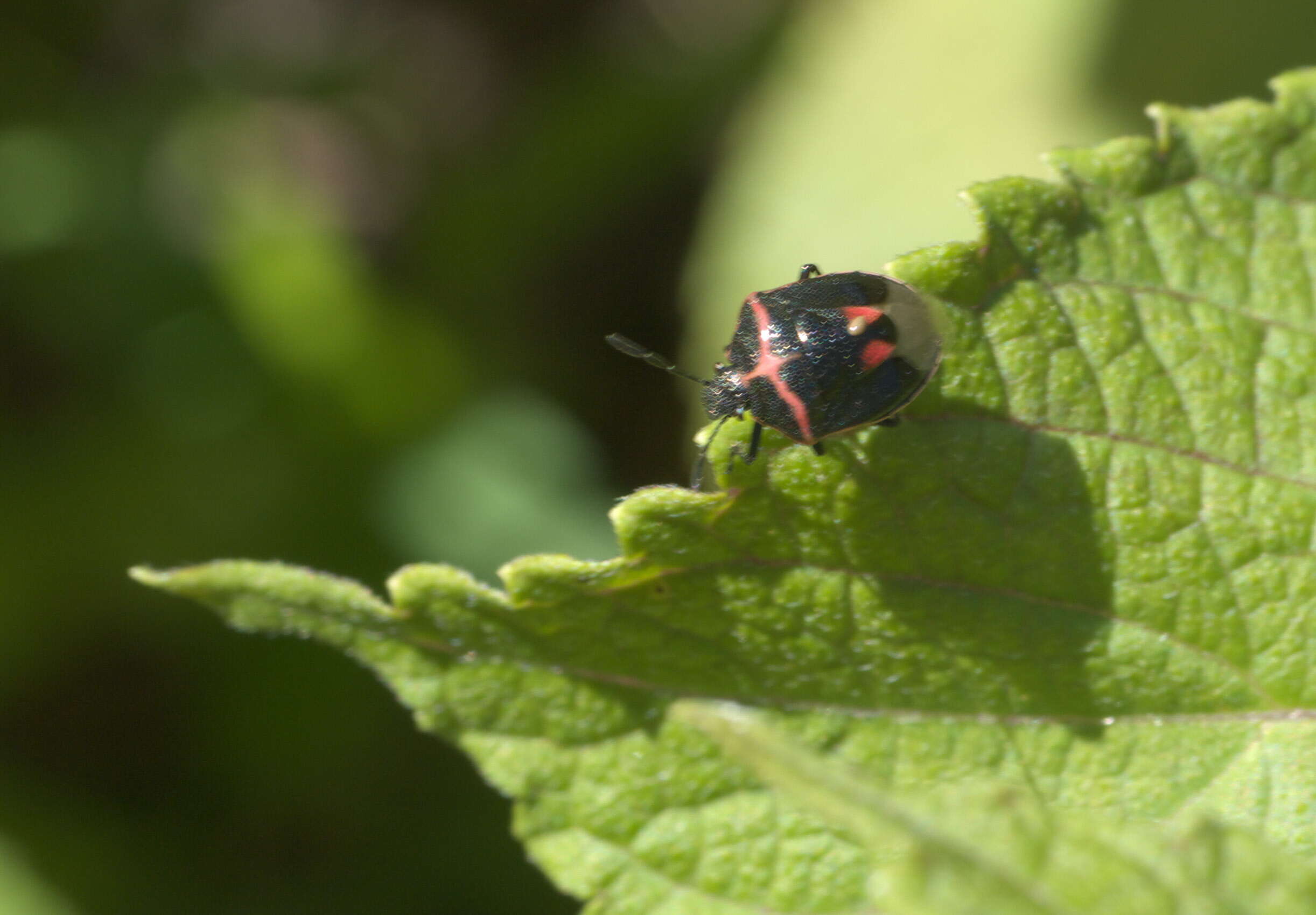 Image of Twice-stabbed Stink Bug