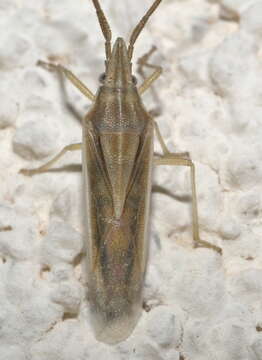 Image of Narrow Stink Bug