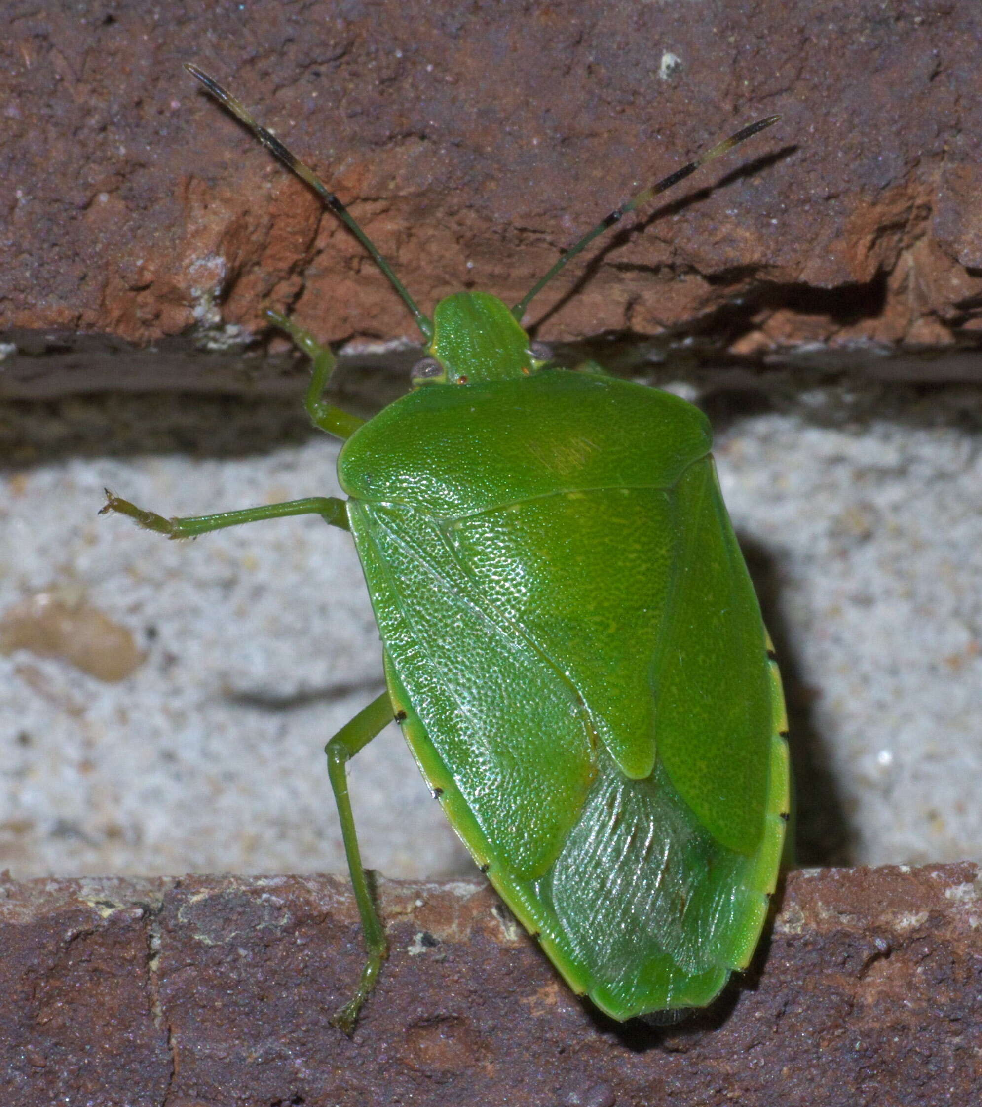 Image of Green stink bug