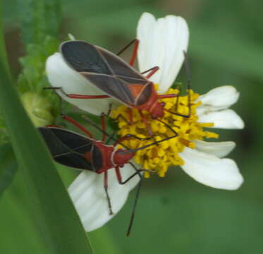 Image of Cotton Stainer