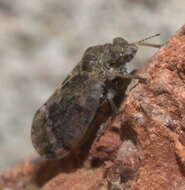 Image of Hackberry Psyllids