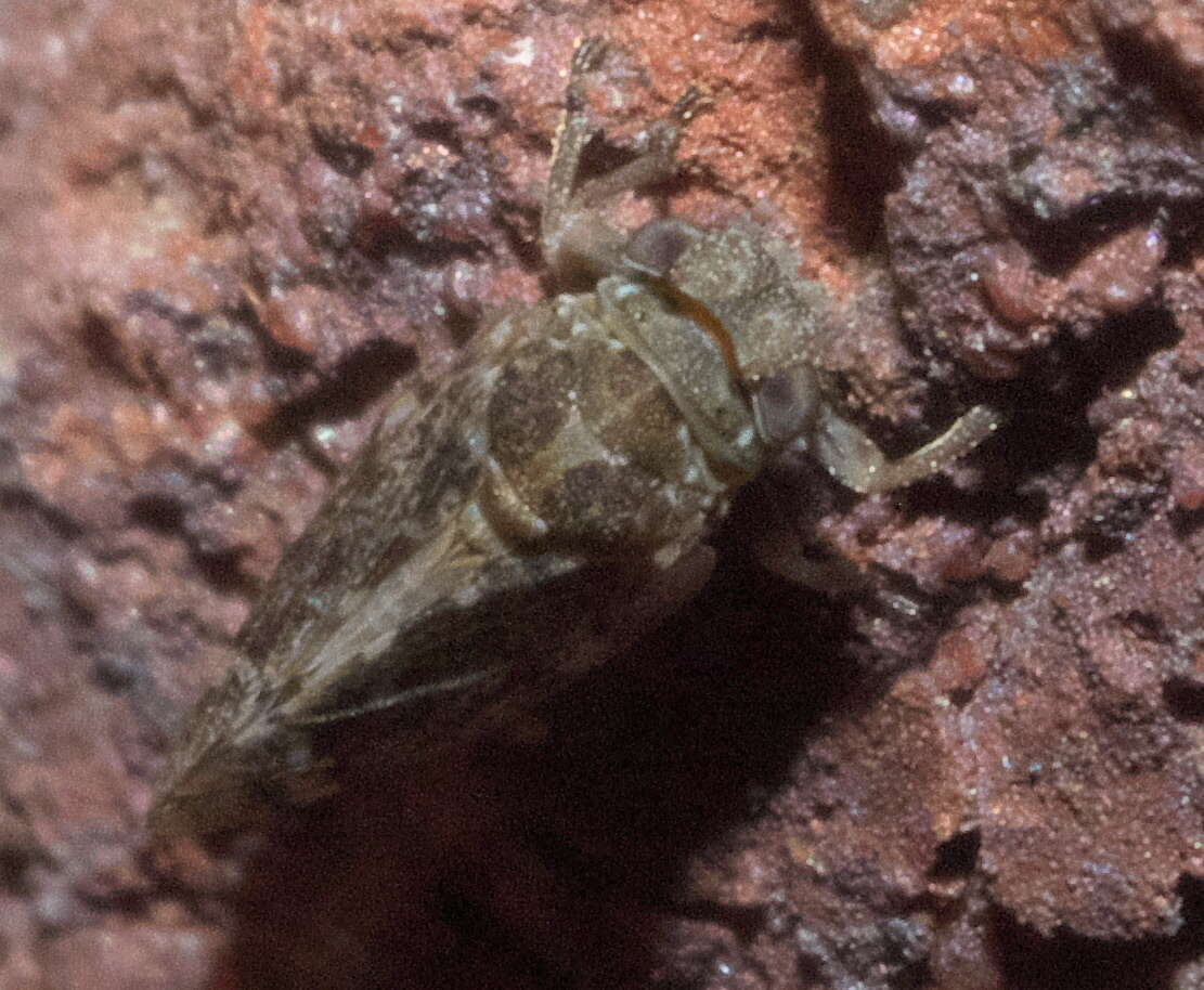 Image of Hackberry Psyllids