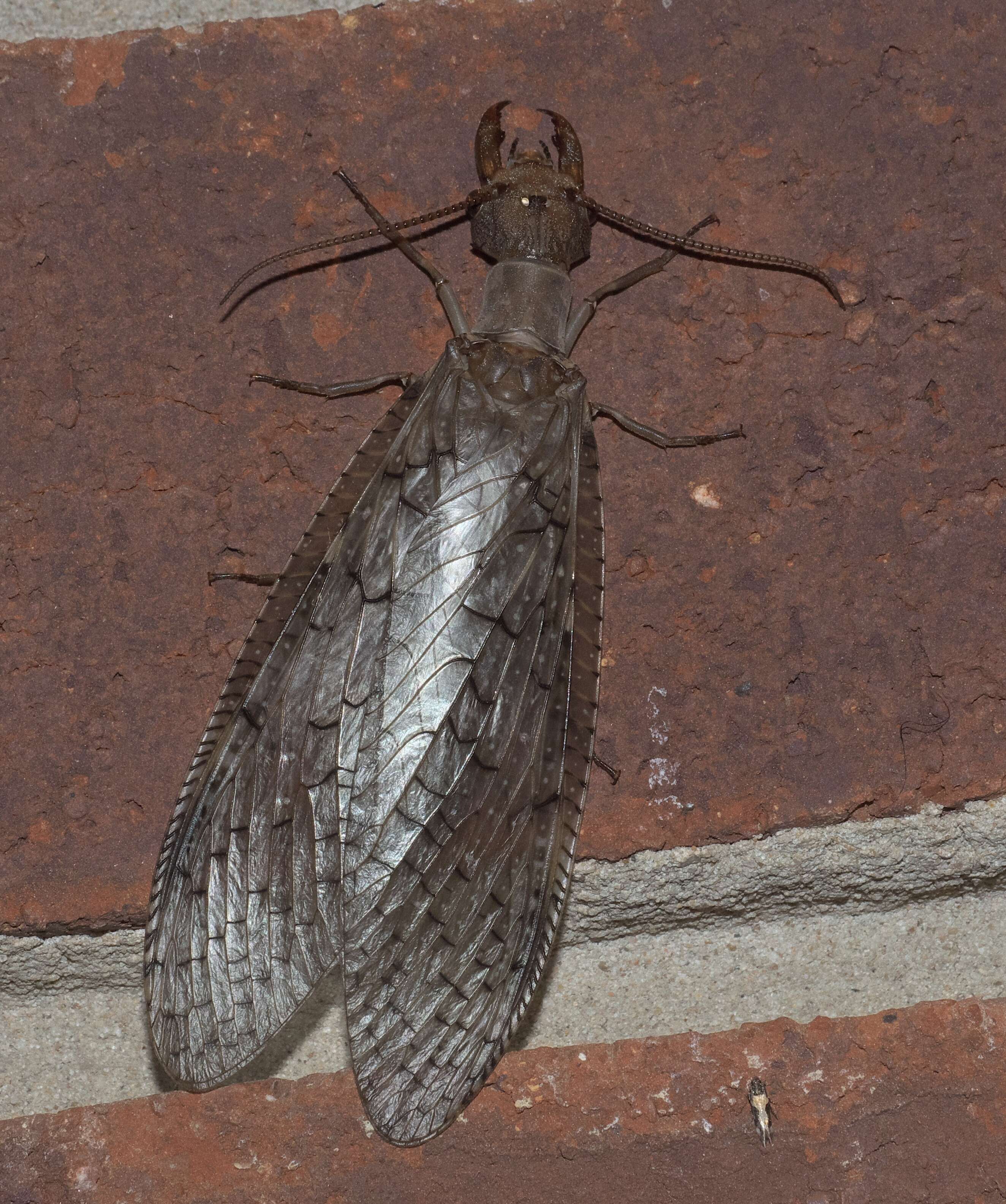 Sivun Corydalus cornutus (Linnaeus 1758) kuva