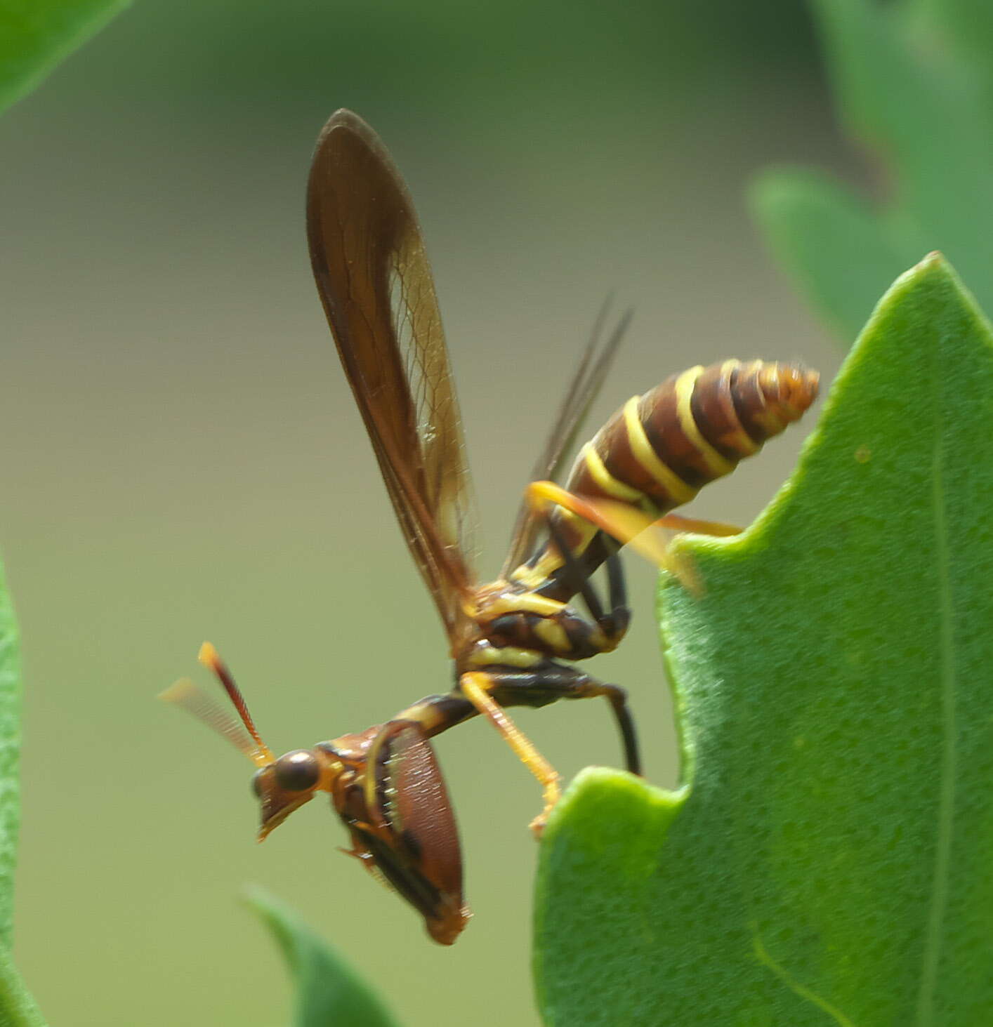 Image of Wasp Mantidfly