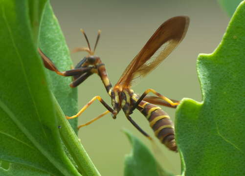 Image de Climaciella brunnea (Say ex Keating 1824)