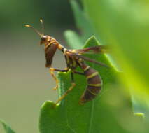 Image of Wasp Mantidfly