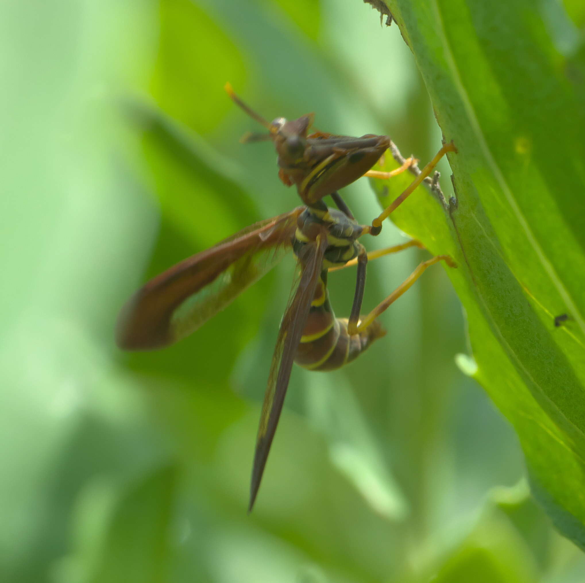 Image of Wasp Mantidfly