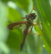 Image of Wasp Mantidfly