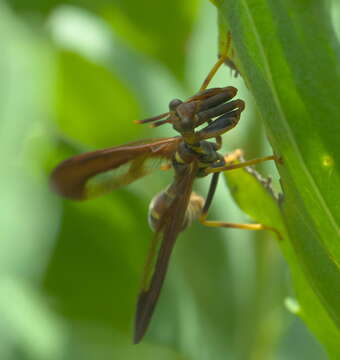 Слика од Climaciella brunnea (Say ex Keating 1824)