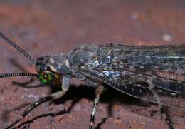 Image de Myrmeleon (Myrmeleon) immaculatus De Geer 1773