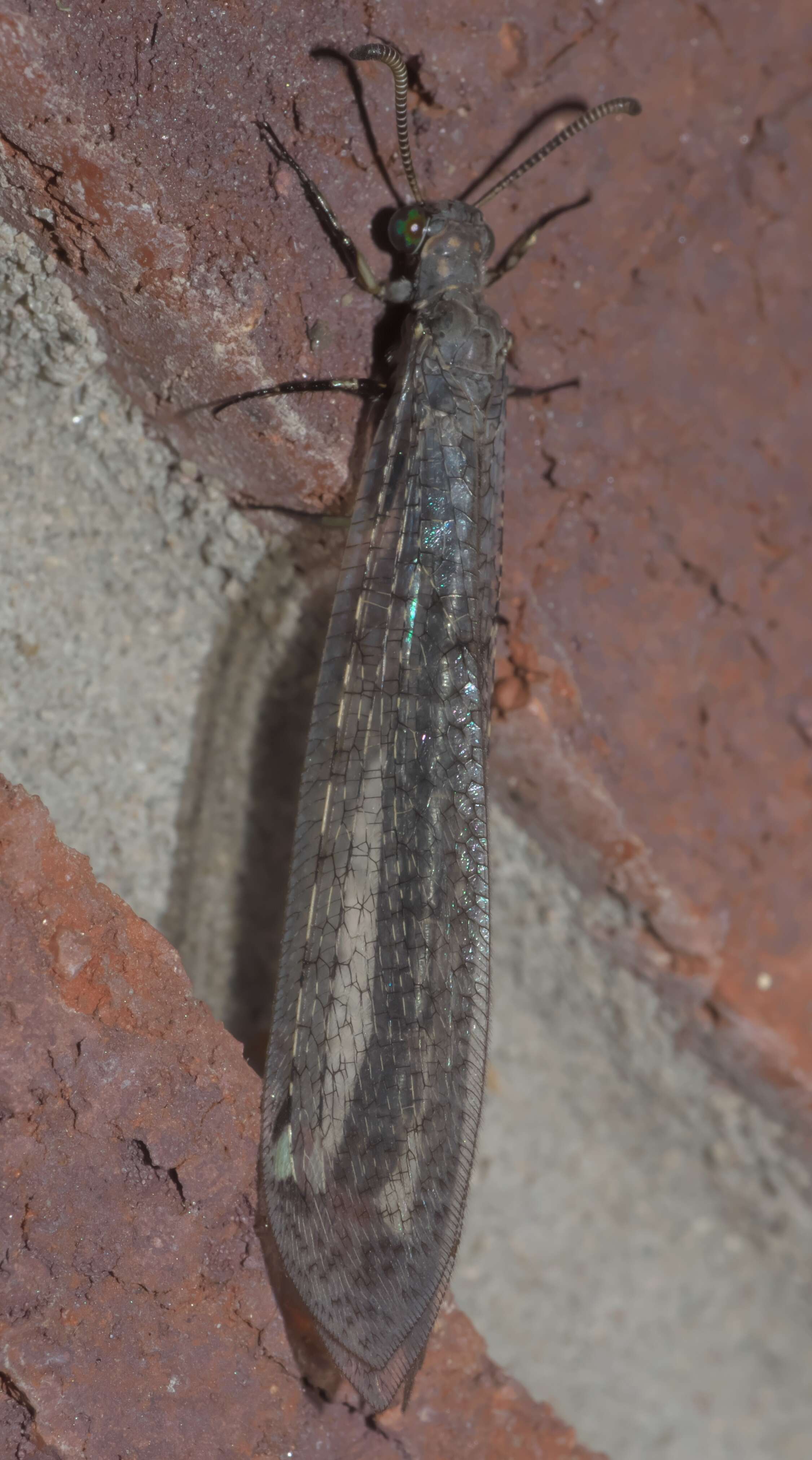 Image de Myrmeleon (Myrmeleon) immaculatus De Geer 1773