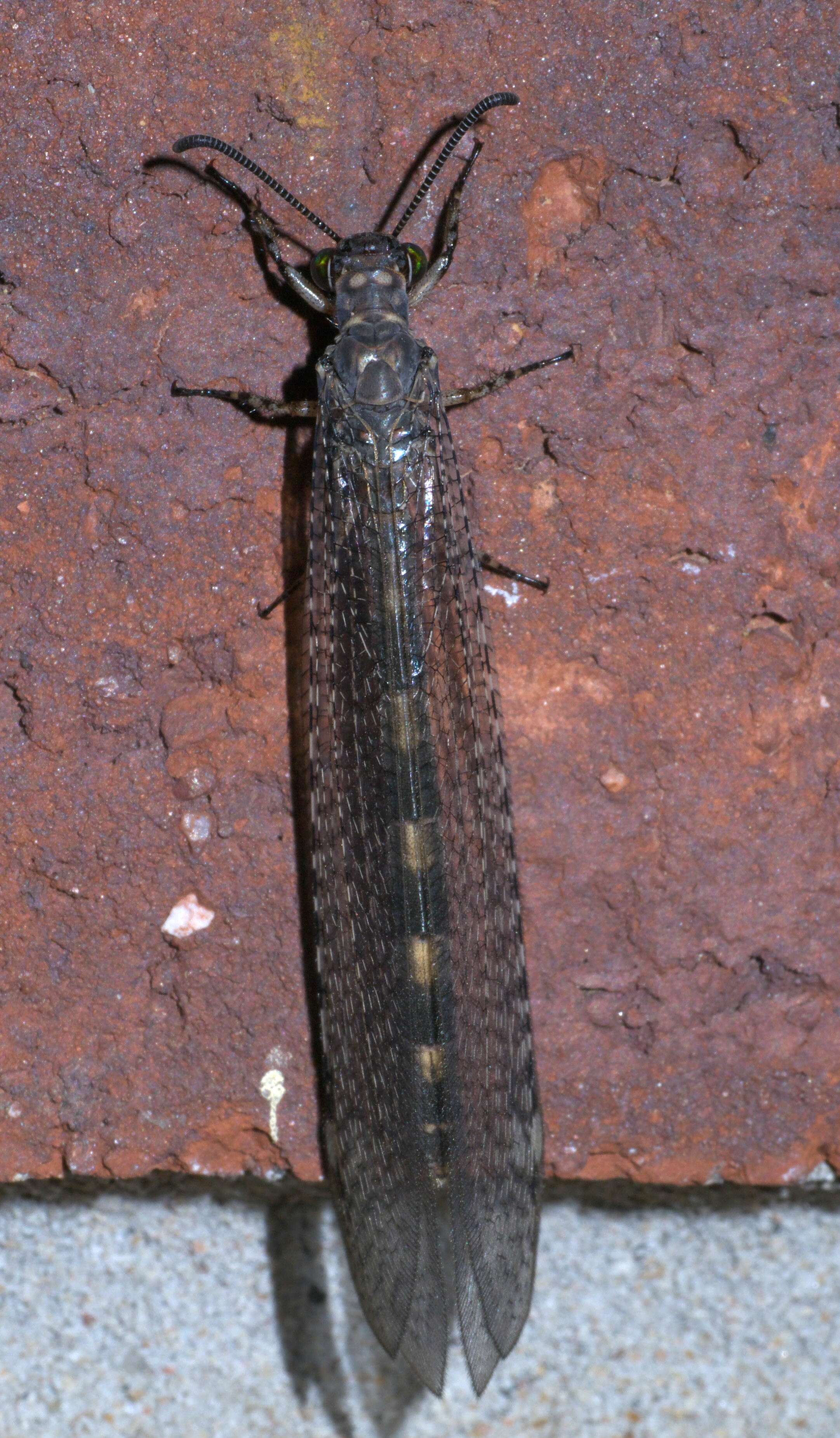 Image de Myrmeleon (Myrmeleon) immaculatus De Geer 1773