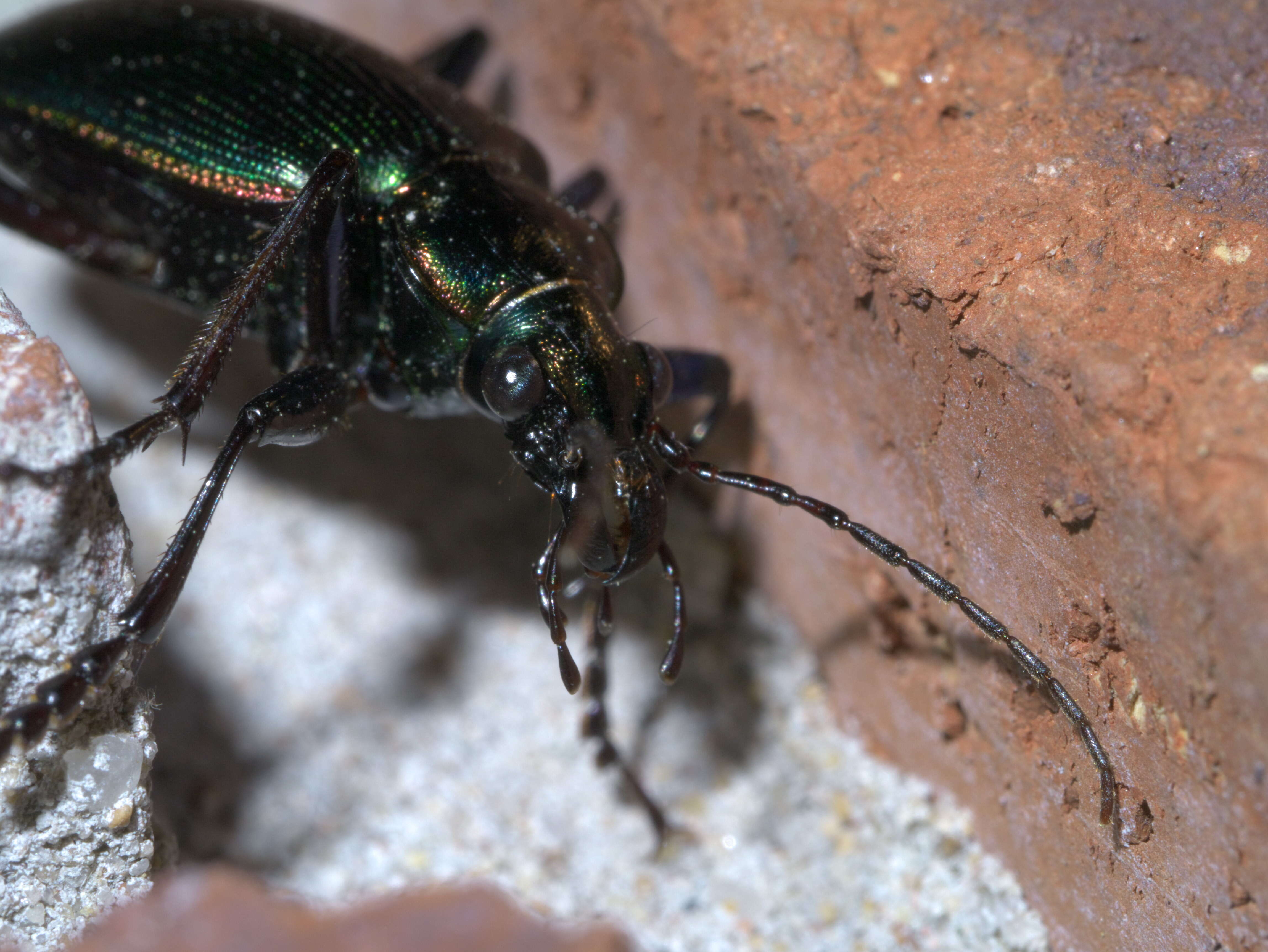 Sivun Calosoma (Calosoma) wilcoxi Le Conte 1847 kuva