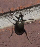 Sivun Calosoma (Calosoma) wilcoxi Le Conte 1847 kuva