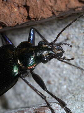 Imagem de Calosoma (Calosoma) wilcoxi Le Conte 1847