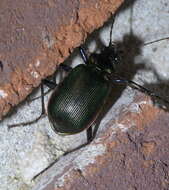 Sivun Calosoma (Calosoma) wilcoxi Le Conte 1847 kuva